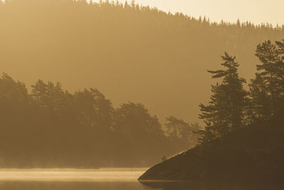 Trees at lake during sunset