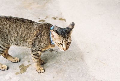 High angle portrait of tabby cat on land