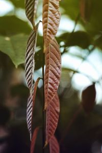 Close-up of leaf hanging on rope