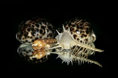 Close-up of turtle against black background