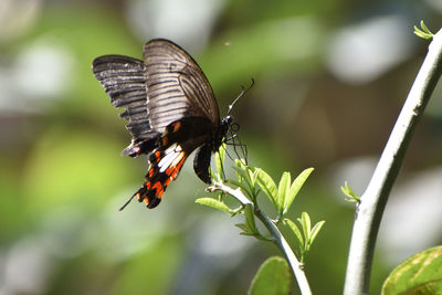 Close-up of butterfly on plant