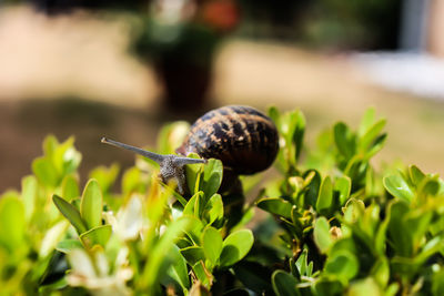 Close-up of snail on plant