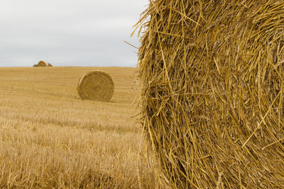 Hay bales in wheat field