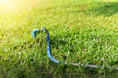 Close-up of plant on field