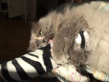 Close-up of a relaxed cat looking away