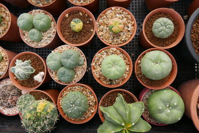High angle view of potted cactus for sale