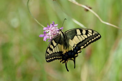 Close-up of butterfly pollinating on flower