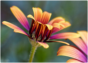 Close-up of pink flower