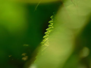 Close-up of plant