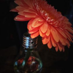 Close-up of flower over black background