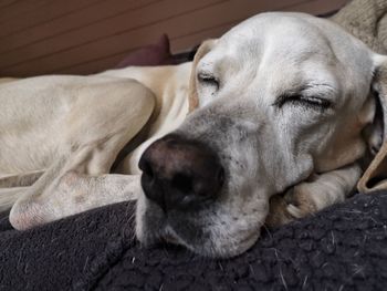 Close-up of dog sleeping