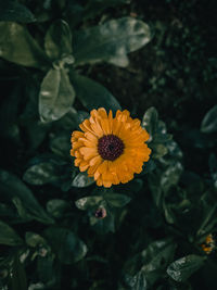 Close-up of yellow flowering plant