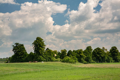 Trees on field against sky