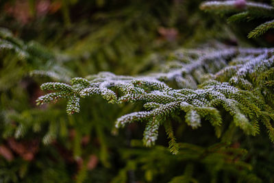 Fir tree and cones with snow and ice in the wild forest