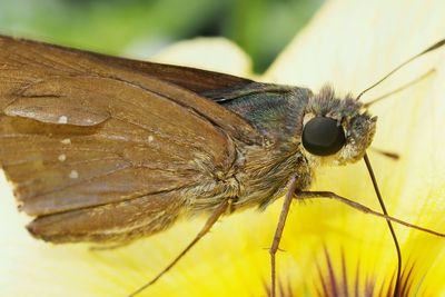 Close-up of insect