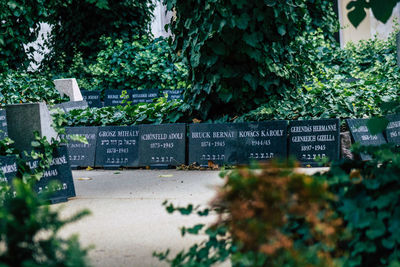 Trees growing in cemetery
