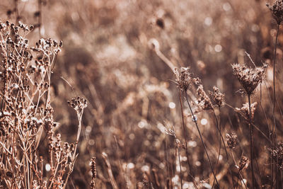 Autumn wild grass on a meadow