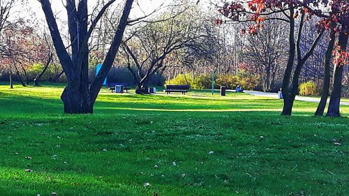 Trees in park