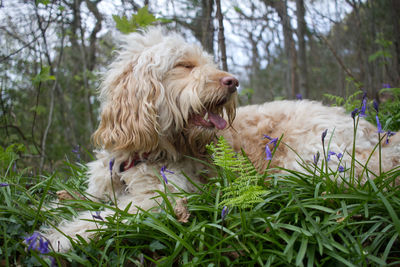 Close-up of golden retriever on grass