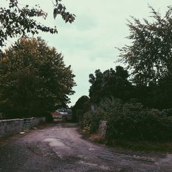 Road along trees