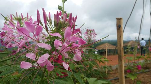 Close-up of pink flowers blooming against sky