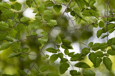 Close-up of ivy growing on tree