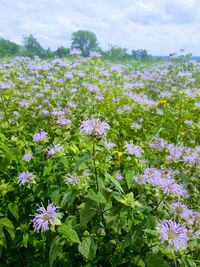 Close-up of flowers blooming on field