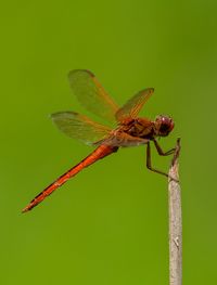 Close-up of dragonfly on leaf