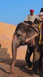 Full length of man riding elephant against sky