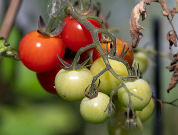 Close-up of cherry tomatoes