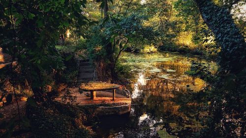 View of lake in forest