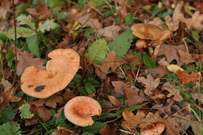 Close-up of leaves on ground