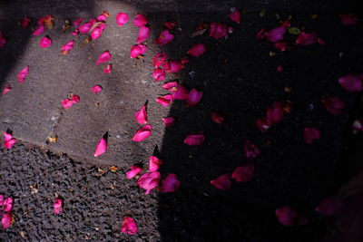 High angle view of pink flowers on land