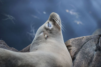 Close-up of sea lion