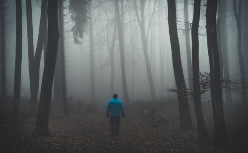 Rear view of man walking in forest during foggy weather