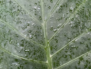 Full frame shot of wet leaves