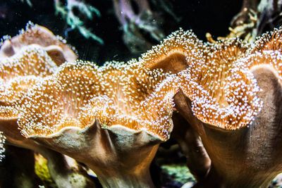 Close-up of jellyfish