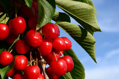 Low angle view of cherries on tree