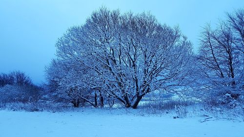 Bare tree against clear sky during winter