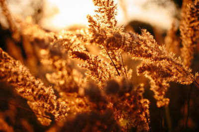 Close-up of fresh flower plants against sky