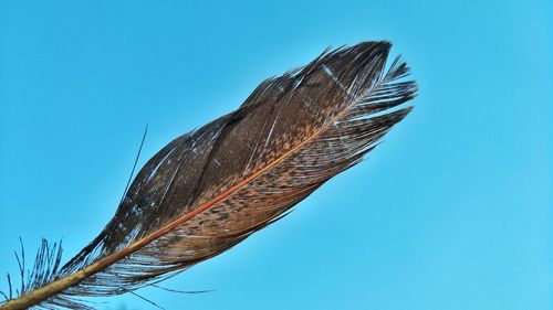 Low angle view of stalks against blue sky