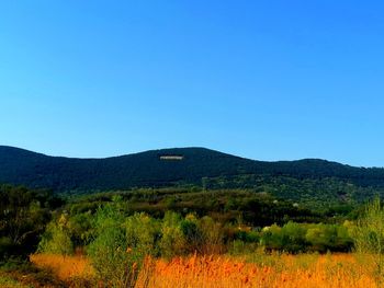 Scenic view of field against clear blue sky