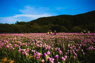 Purple flowering plants on field against sky