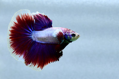 Multi color betta fish halfmoon from thailand or siamese fighting fish isolated in grey background