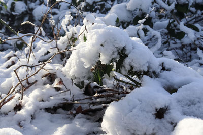 Close-up of snow covered plants on field