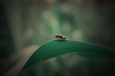 Close-up of ladybug on leaf