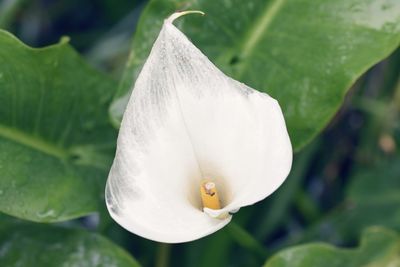 Close-up of white flower blooming outdoors