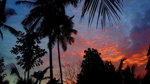 Silhouette of tree at sunset