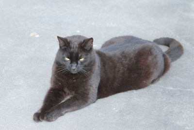 Close-up portrait of cat