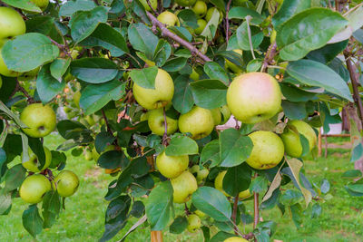 Close-up of apples on tree